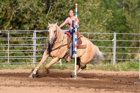 HorseID: 2300310 SON OF A PROSECUTOR - PhotoID: 1081779