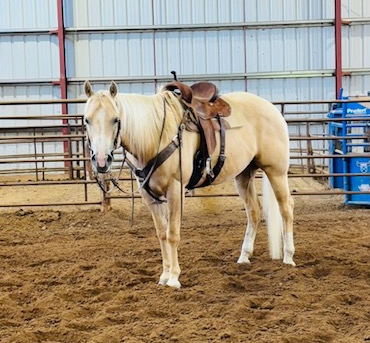 HorseID: 2300310 SON OF A PROSECUTOR - PhotoID: 1081781