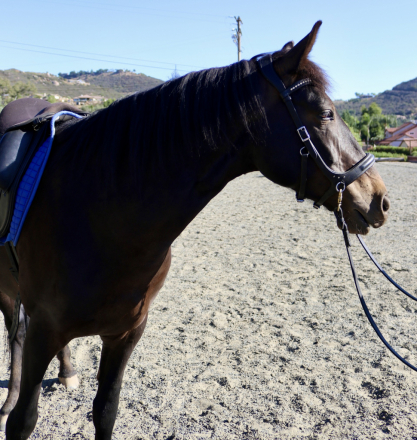 HorseID: 2300354 Blackie - PhotoID: 1081821