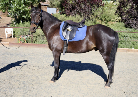 HorseID: 2300354 Blackie - PhotoID: 1081822