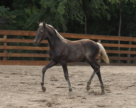 HorseID: 2300375 Daggers Silver Duke - PhotoID: 1081836