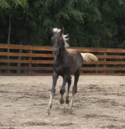 HorseID: 2300375 Daggers Silver Duke - PhotoID: 1081837