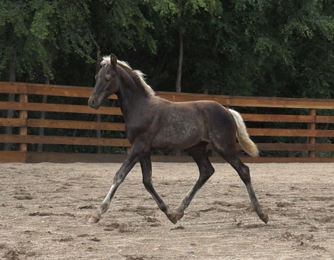 HorseID: 2300375 Daggers Silver Duke - PhotoID: 1081838