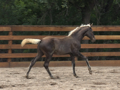 HorseID: 2300375 Daggers Silver Duke - PhotoID: 1081839
