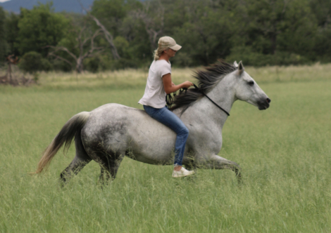 HorseID: 2300380 JK PACKIN A PISTOL - PhotoID: 1081841
