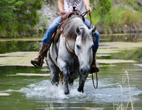 HorseID: 2300380 JK PACKIN A PISTOL - PhotoID: 1081842
