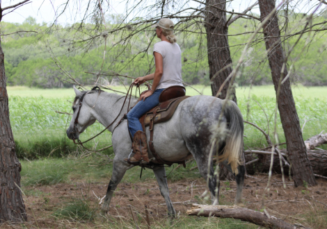 HorseID: 2300380 JK PACKIN A PISTOL - PhotoID: 1081843