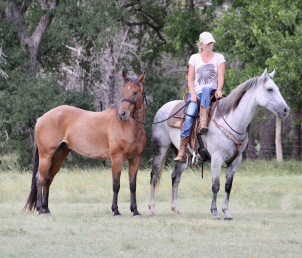 HorseID: 2300380 JK PACKIN A PISTOL - PhotoID: 1081844