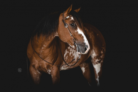 HorseID: 2300386 JOHNNY CASH - PhotoID: 1081855