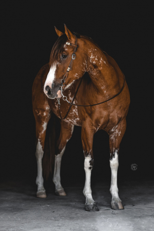 HorseID: 2300386 JOHNNY CASH - PhotoID: 1081856