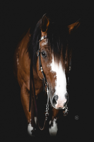 HorseID: 2300386 JOHNNY CASH - PhotoID: 1081857