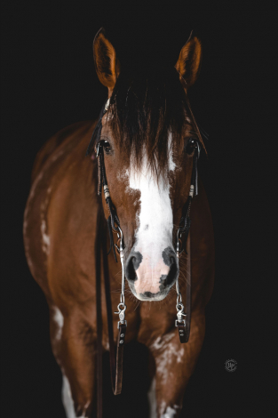 HorseID: 2300386 JOHNNY CASH - PhotoID: 1081859