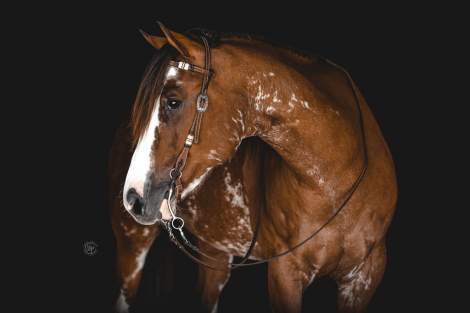 HorseID: 2300386 JOHNNY CASH - PhotoID: 1081860