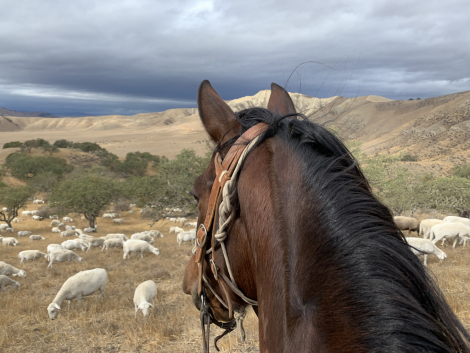 HorseID: 2300388 Bandita - PhotoID: 1081864