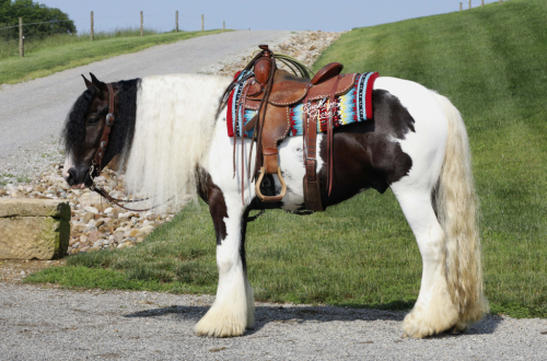 HorseID: 2300396 Troubadours Ace in the Hole - PhotoID: 1081871