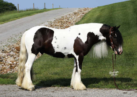 HorseID: 2300396 Troubadours Ace in the Hole - PhotoID: 1081872