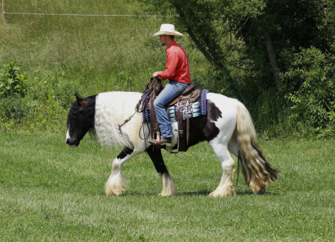 HorseID: 2300396 Troubadours Ace in the Hole - PhotoID: 1081874