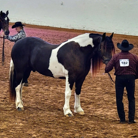 HorseID: 2300397 TESLA XIV - PhotoID: 1081875