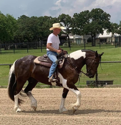 HorseID: 2300397 TESLA XIV - PhotoID: 1081876