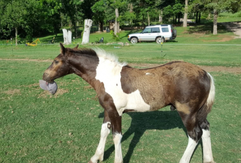 HorseID: 2300397 TESLA XIV - PhotoID: 1081877