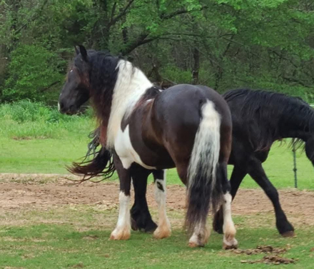 HorseID: 2300397 TESLA XIV - PhotoID: 1081878