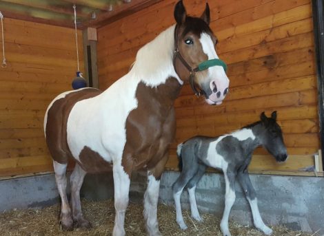 HorseID: 2300397 TESLA XIV - PhotoID: 1081879