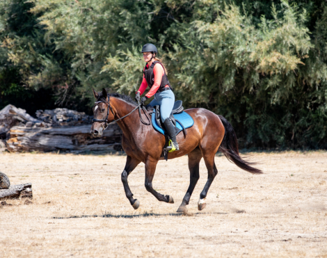 HorseID: 2300415 Street de Claddagh - PhotoID: 1081899