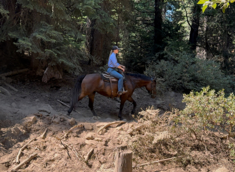 HorseID: 2300415 Street de Claddagh - PhotoID: 1081900