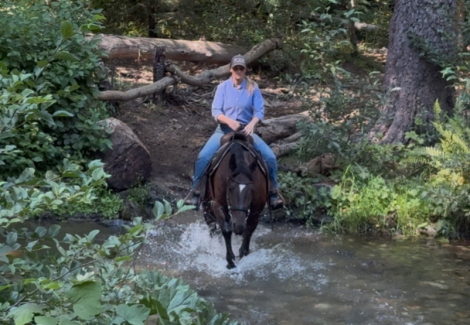 HorseID: 2300415 Street de Claddagh - PhotoID: 1081901