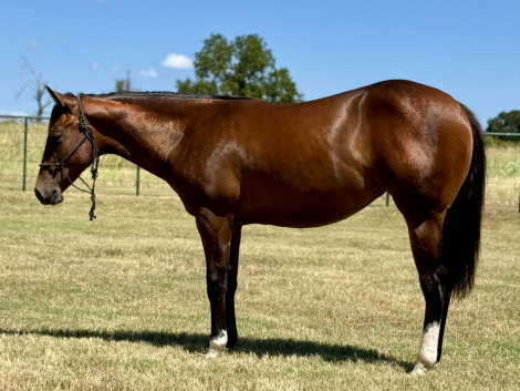 HorseID: 2300421 MS GOODLOOKIN - PhotoID: 1081904