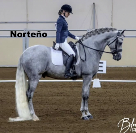 HorseID: 2300425 Norteno Rey MA - PhotoID: 1081919