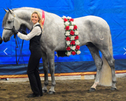 HorseID: 2300425 Norteno Rey MA - PhotoID: 1081920