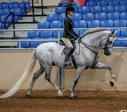 HorseID: 2300425 Norteno Rey MA - PhotoID: 1081921