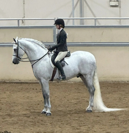 HorseID: 2300425 Norteno Rey MA - PhotoID: 1081922