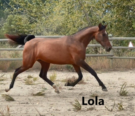 HorseID: 2300431 VA Lola Amada De Luna - PhotoID: 1081923