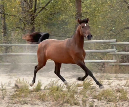 HorseID: 2300431 VA Lola Amada De Luna - PhotoID: 1081924