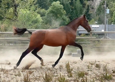 HorseID: 2300431 VA Lola Amada De Luna - PhotoID: 1081925