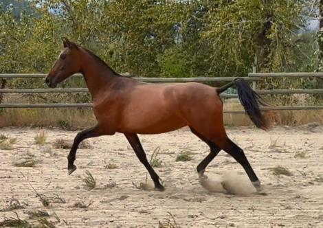 HorseID: 2300431 VA Lola Amada De Luna - PhotoID: 1081926