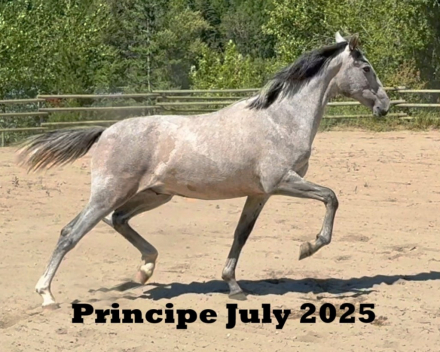 HorseID: 2300435 VA Principe Del Norte - PhotoID: 1081934