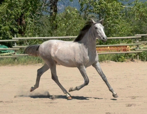 HorseID: 2300435 VA Principe Del Norte - PhotoID: 1081935