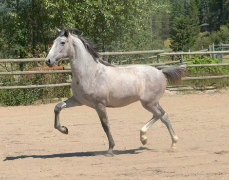 HorseID: 2300435 VA Principe Del Norte - PhotoID: 1081936