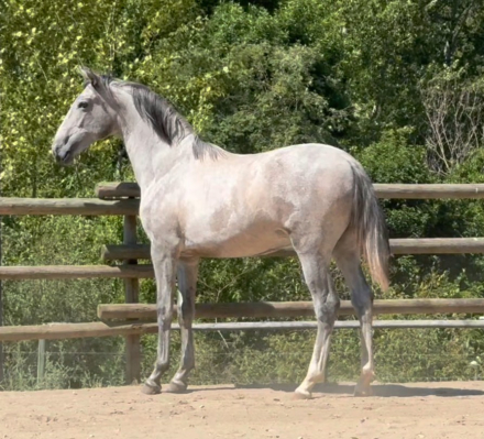 HorseID: 2300435 VA Principe Del Norte - PhotoID: 1081937