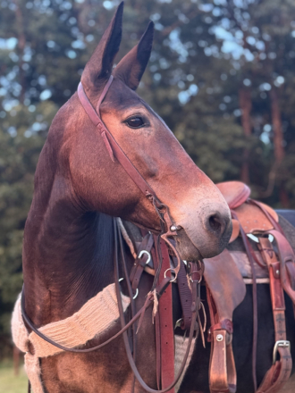 HorseID: 2300438 SNICKERS - PhotoID: 1081938