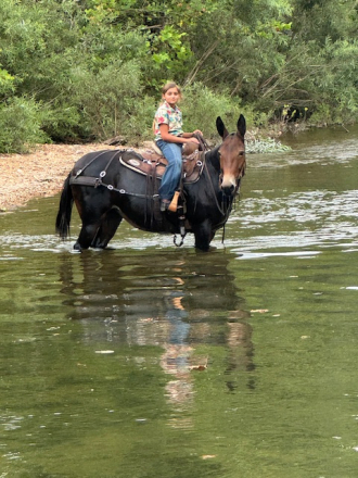 HorseID: 2300438 SNICKERS - PhotoID: 1081939