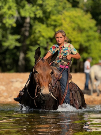 HorseID: 2300438 SNICKERS - PhotoID: 1081940