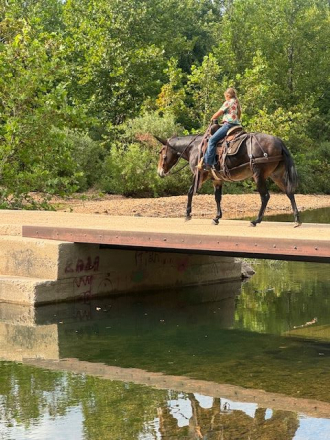 HorseID: 2300438 SNICKERS - PhotoID: 1081941