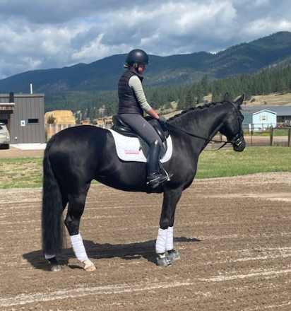 HorseID: 2300460 Once upon a time - PhotoID: 1082100