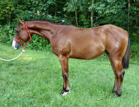 HorseID: 2300468 NF RockPaperDynamite - PhotoID: 1082012