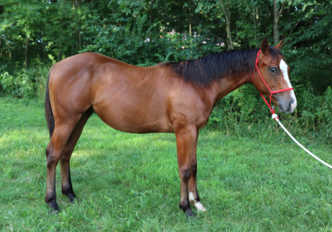 HorseID: 2300468 NF RockPaperDynamite - PhotoID: 1082102