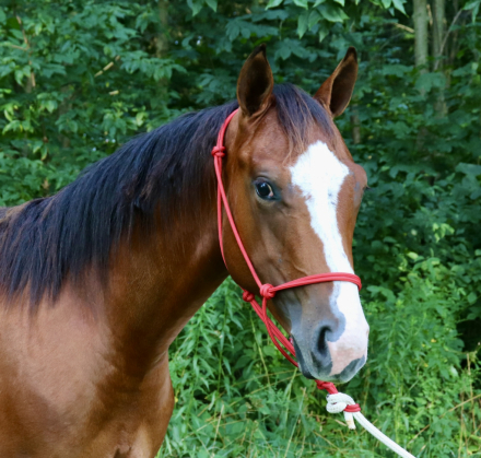 HorseID: 2300468 NF RockPaperDynamite - PhotoID: 1082103